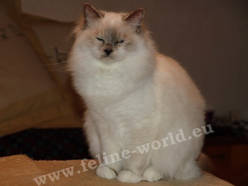 birman_06 (Race)